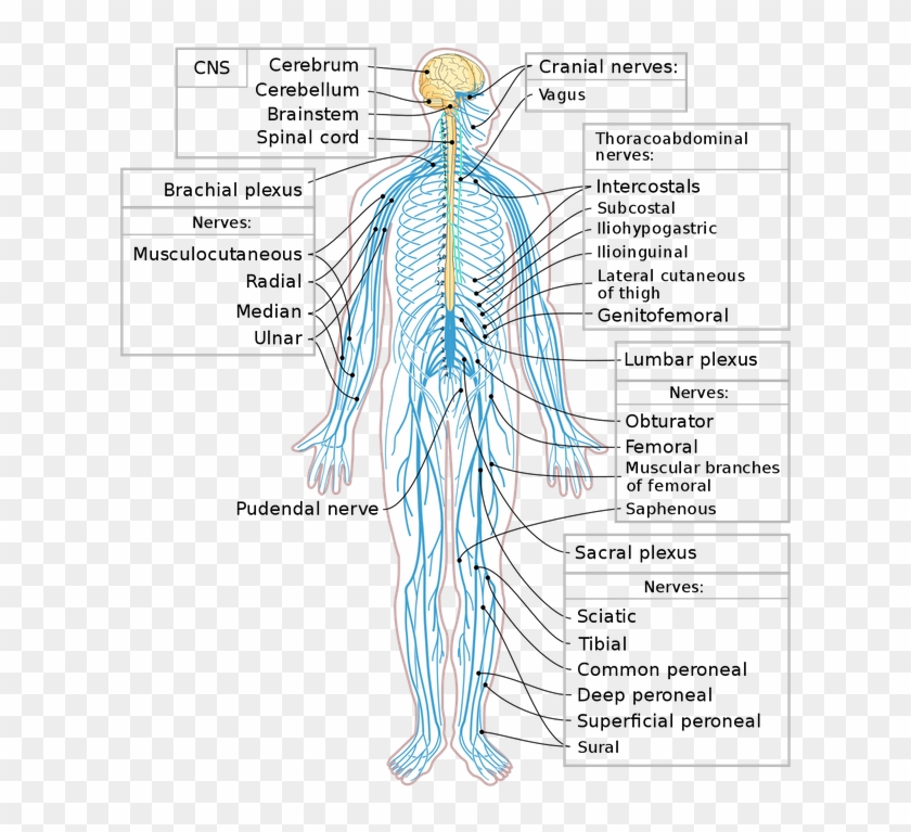 In The Peripheral Nervous System, The 12 Pairs Of Cranial - Peripheral Nervous System Clipart