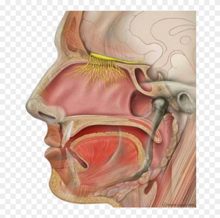 The Location Of Olfactory Nerves - Olfactory Nerve Clipart #5483976