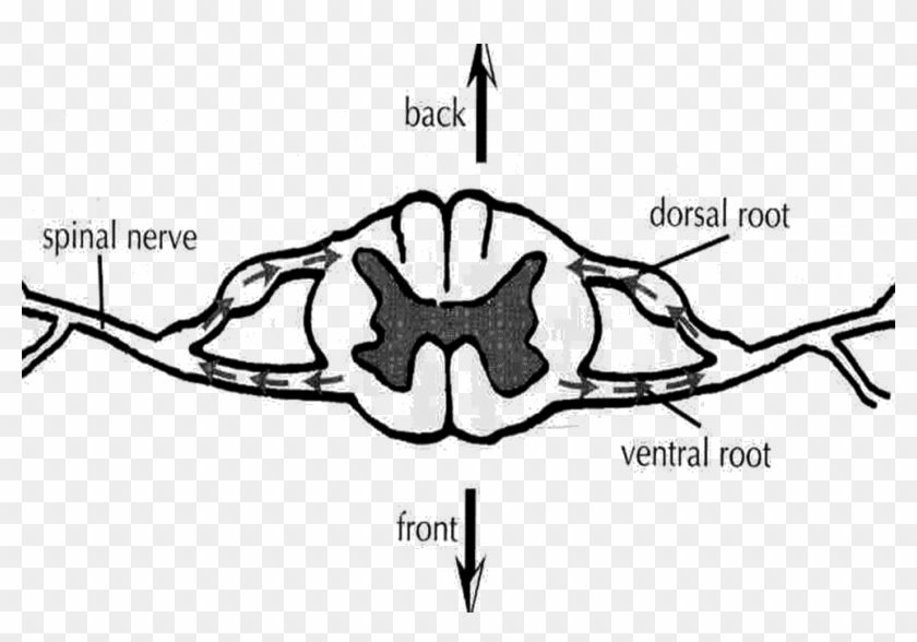 Image Of Back And Front Spinal Nerves - Transversal De La Medula Espinal Clipart #5484144