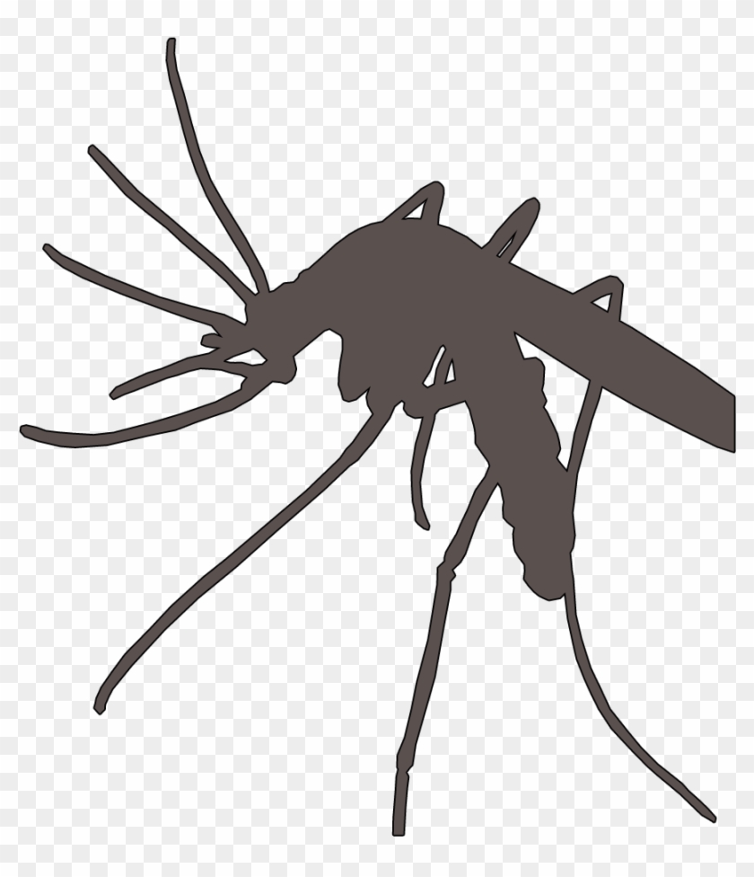 Mosquito Vector Marsh - Malaria Mosquito Png Clipart #5484703