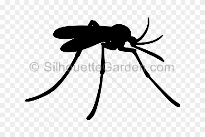 Mosquito Clipart Insect - Mosquito - Png Download #5484921