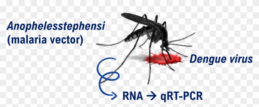 Mosquito Signaling - Mosquito Clipart