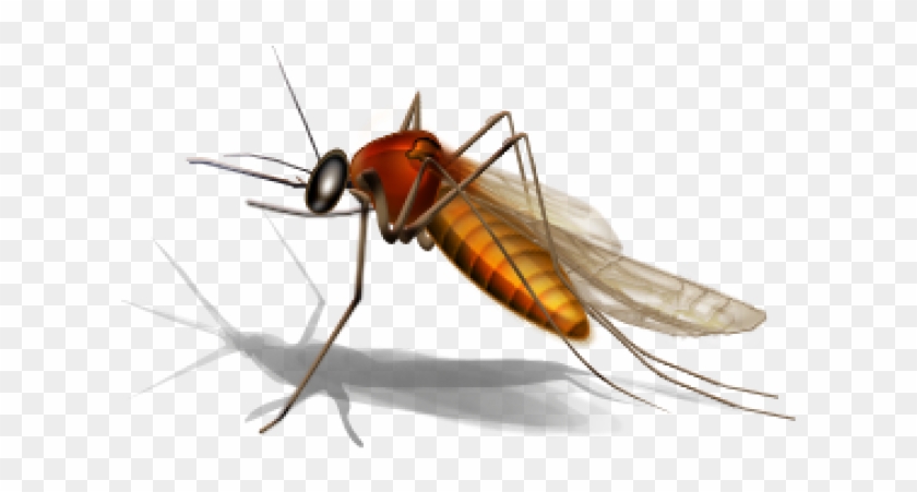 Mosquito Png Transparent Images - West Nile Virus Mosquito Clipart #5485437