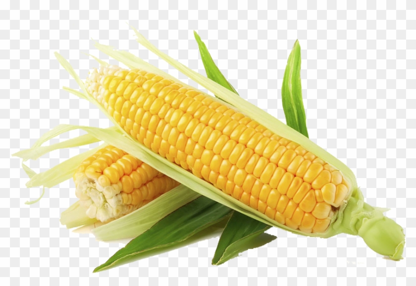 Maíz - Corn Png Clipart #5485516
