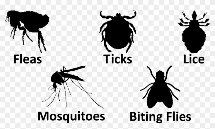 Anti Tick Clipart #5485581