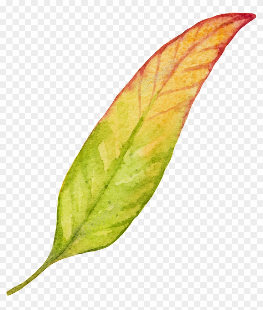 A Long Leaf Free Download Ai Files - Maple Clipart
