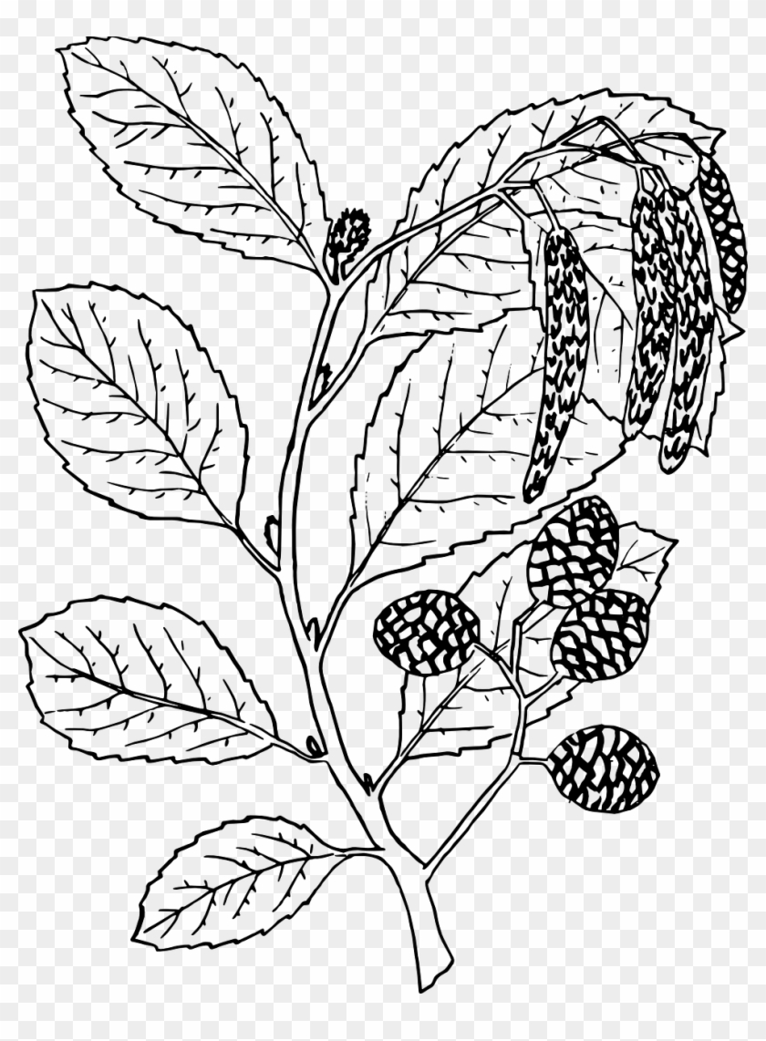 Vector Graphics, - Alder Clipart #5487797