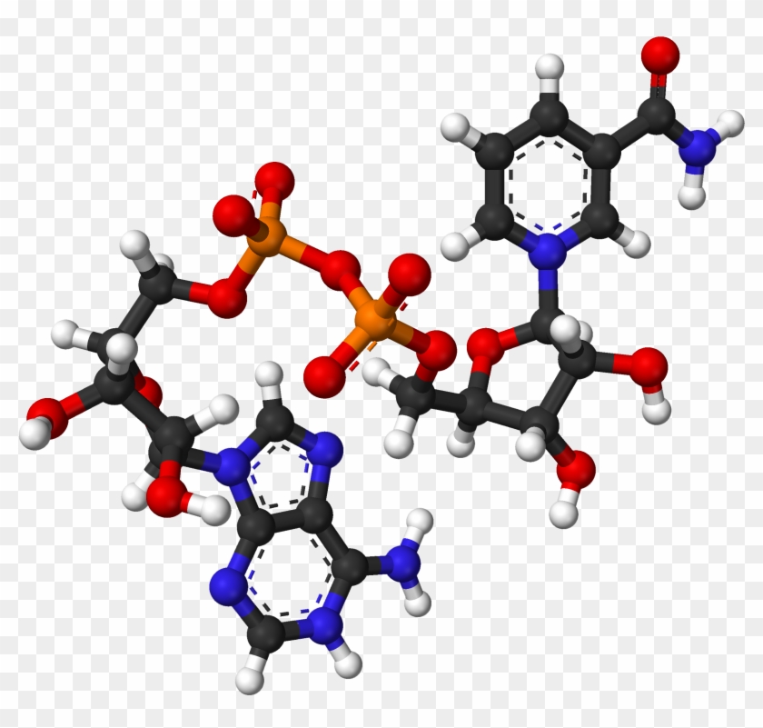 Nad From Xtal 2003 3d Balls - Nicotinamide Adenine Dinucleotide Nad Clipart