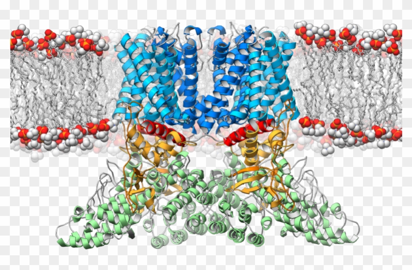 A Ribbon Diagram Depicting The Structure Of The Trpv2 - Ion Channel Cryo Em Clipart #5489510