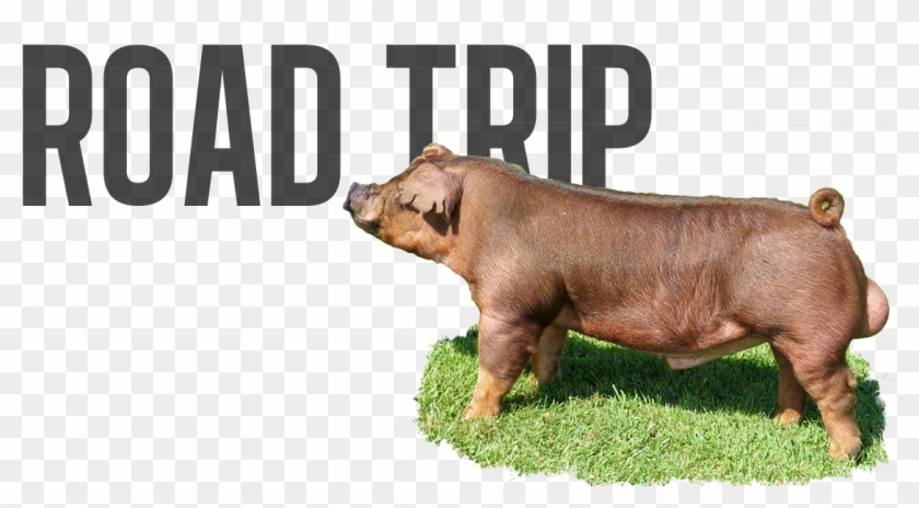 Backroad X Red Flash - Domestic Pig Clipart