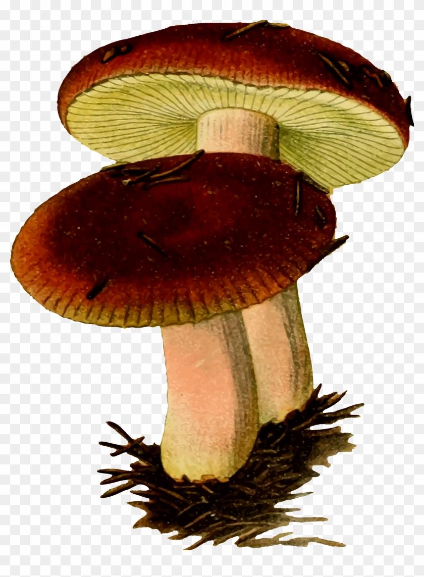 Two Mushrooms Vector Clipart Image - Mushroom Clipart Free Png Transparent Png