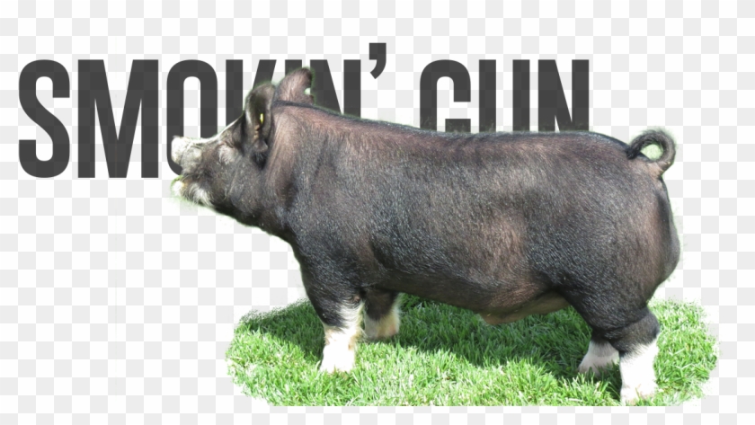Smokin' Gun - Domestic Pig Clipart #5491585
