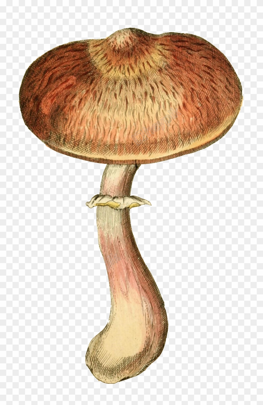 Mushrooms Vector Flat - Russula Integra Clipart #5491905