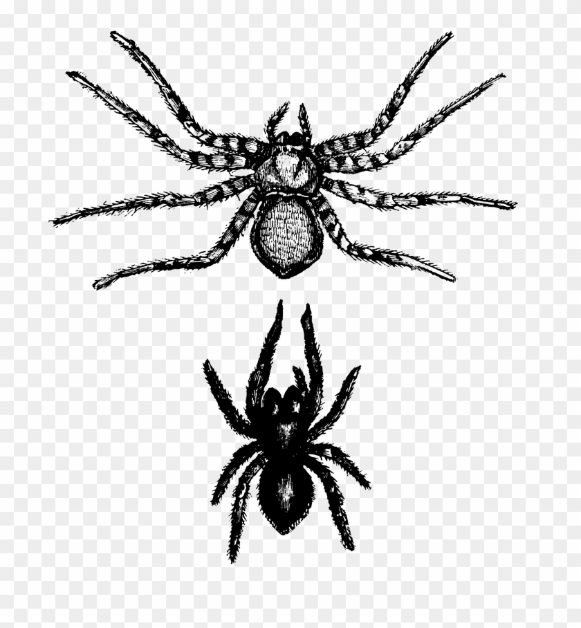 Png Download Free Clip Art - Spider Web Transparent Png #5493352