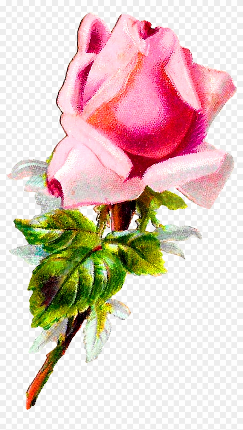 Rose Flower Floral Shabby Chic Image Digital Clipart - Rose - Png Download #5495172