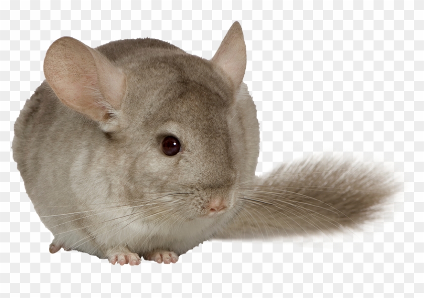 Chinchilla Deli Nature 5 Star Menu - Chinchilla Png Clipart #5495513
