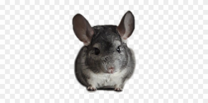 #шиншилла #chinchilla - Mouse Clipart
