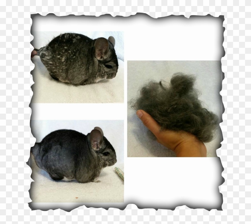 Chinchilla Fur Problems - Colegio De San Francisco Javier Palompon Leyte Clipart #5495933