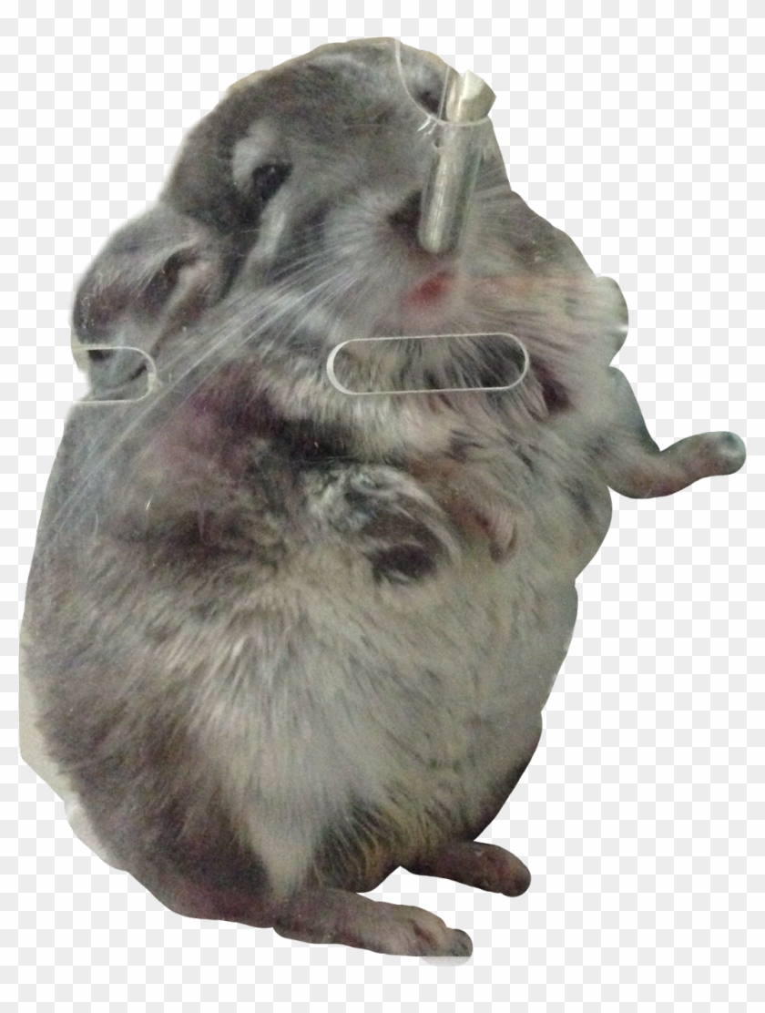 Chinchilla Sticker - Chinchilla Clipart #5496003