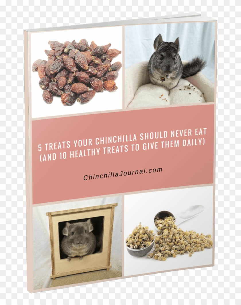 5 Treats Your Chinchilla Should Never Eat - Chinchilla Clipart #5496090