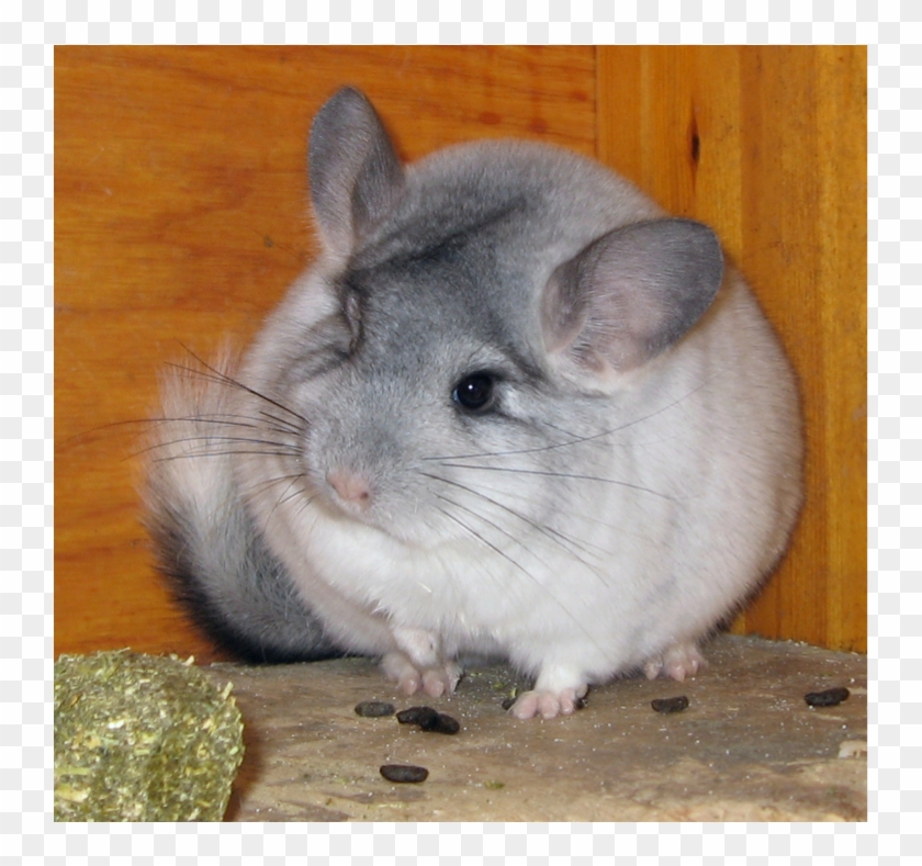 Screen 3 On Flowvella - Animals You Can Keep As Pets Clipart