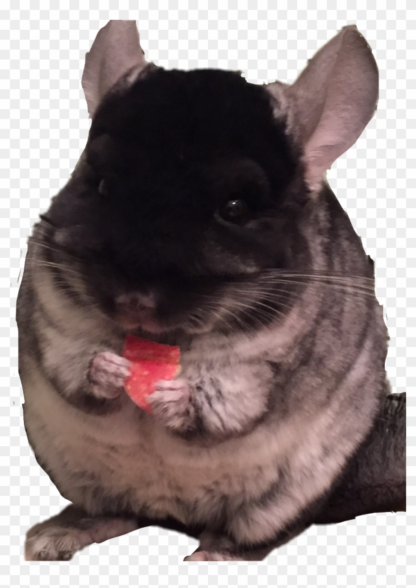Chinchilla Sticker - Mouse Clipart #5496319