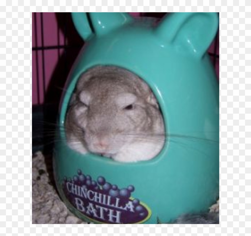 Don't Get Me Wet - Chinchilla Bath Clipart #5496429