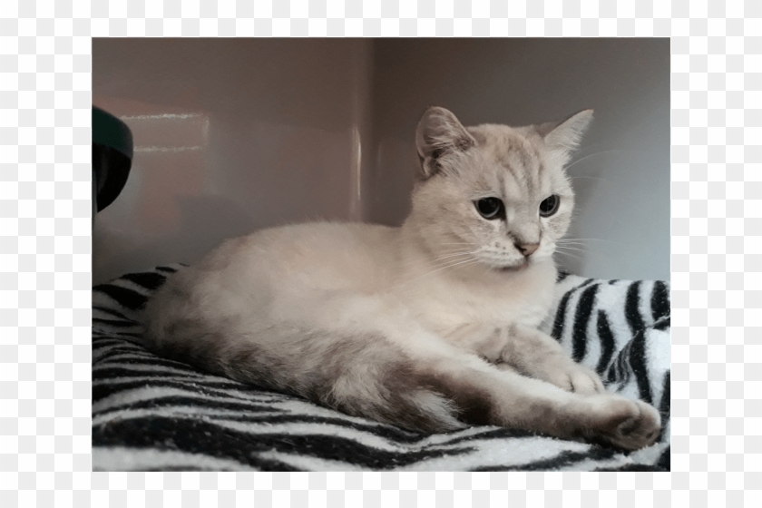 Donate To Petrescue - Squitten Clipart