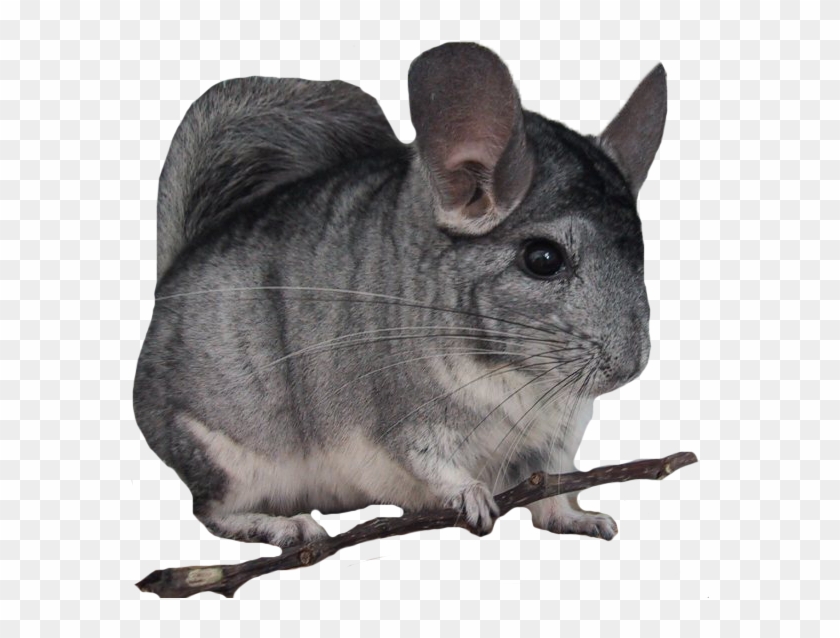 Las Capas En La - Look Up Chinchillas Clipart #5496968