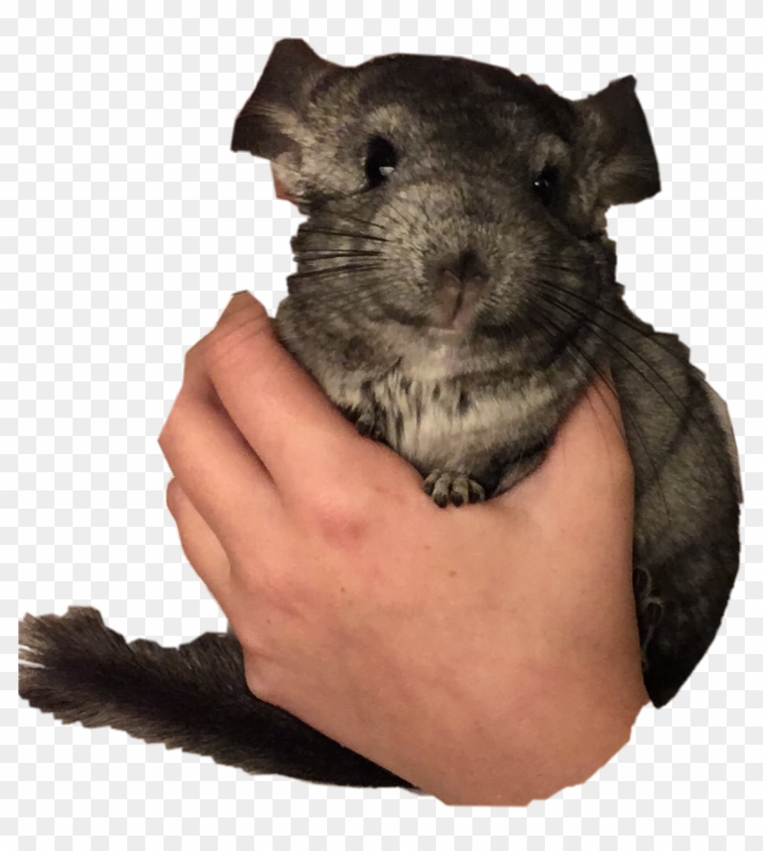 Colors Sticker - Punxsutawney Phil Clipart #5497084