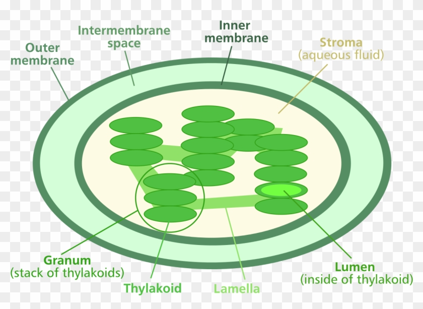 File - Chloroplast Diagram - Svg - Chloroplast Diagram Clipart