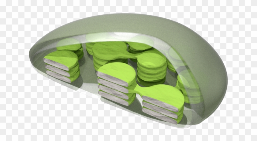 File - 201710 Chloroplast - Svg - Construction Paper Clipart #5498627