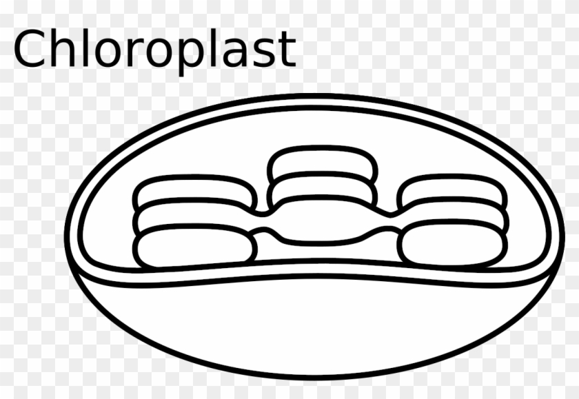 Animal Cell Diagram Unlabeled - Easy To Draw Chloroplast Clipart #5498658