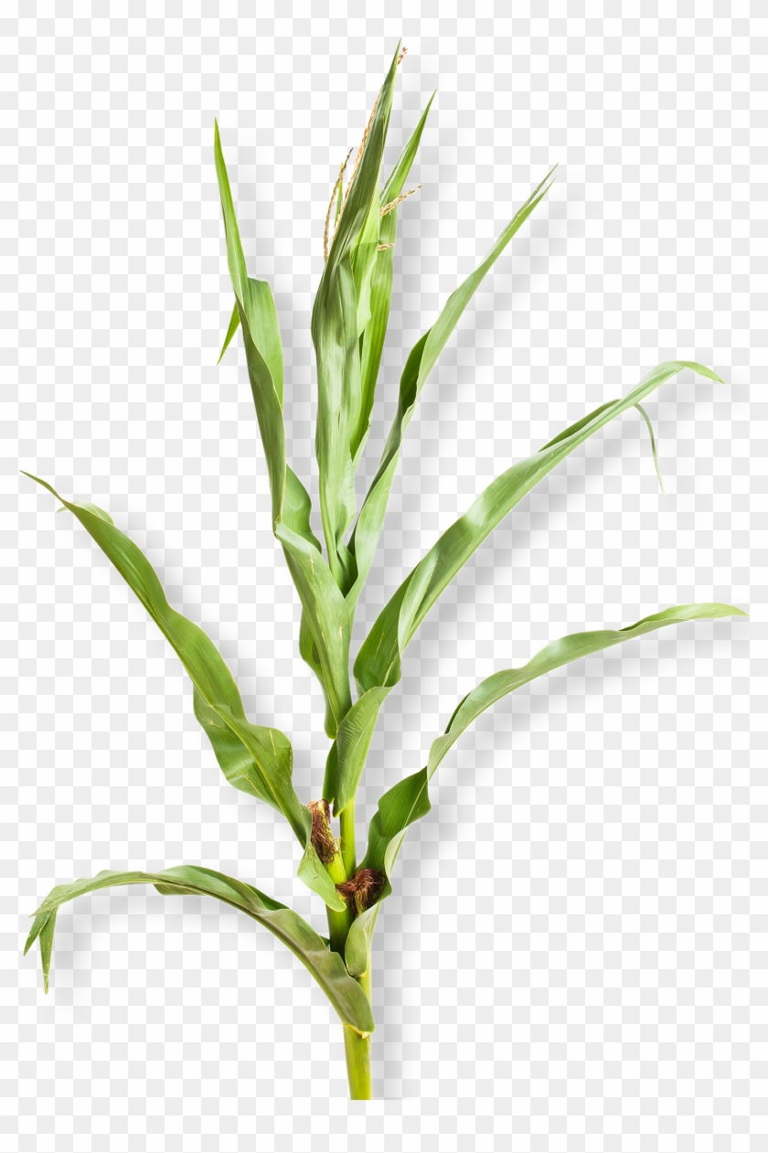 Corn Plant White Background , Png Download - Mais Plante Clipart #5498824
