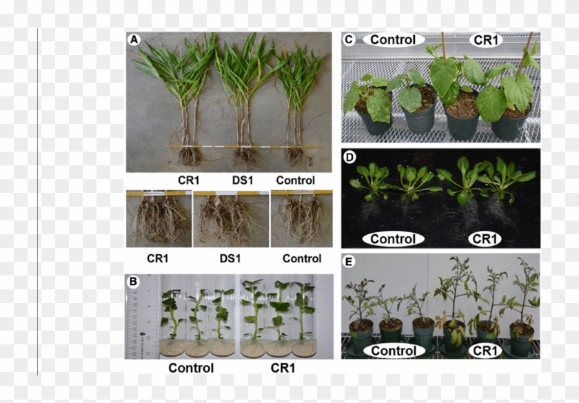 Plant Growth Promotion By P - Plantation Clipart