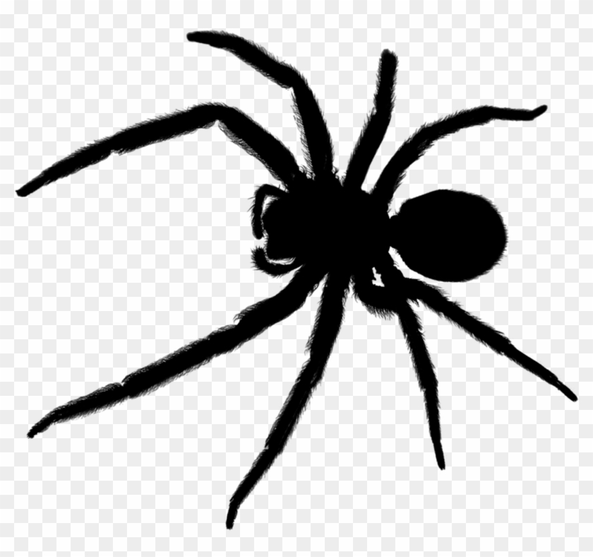 Transparent Background Spider Png Clipart