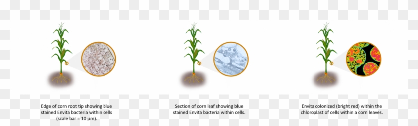 Images Of Envita In A Corn Plant - Circle Clipart #5498981