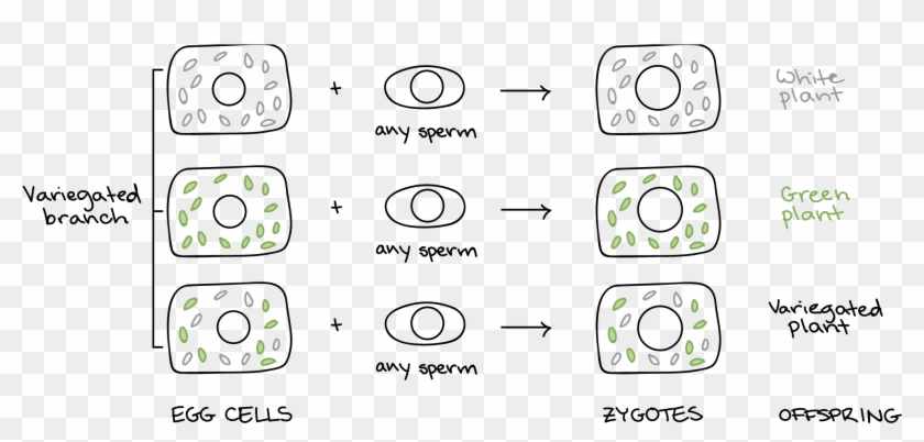 Female Branch - Dziedziczenie Pozajądrowe U Dziwaczka Clipart #5499033