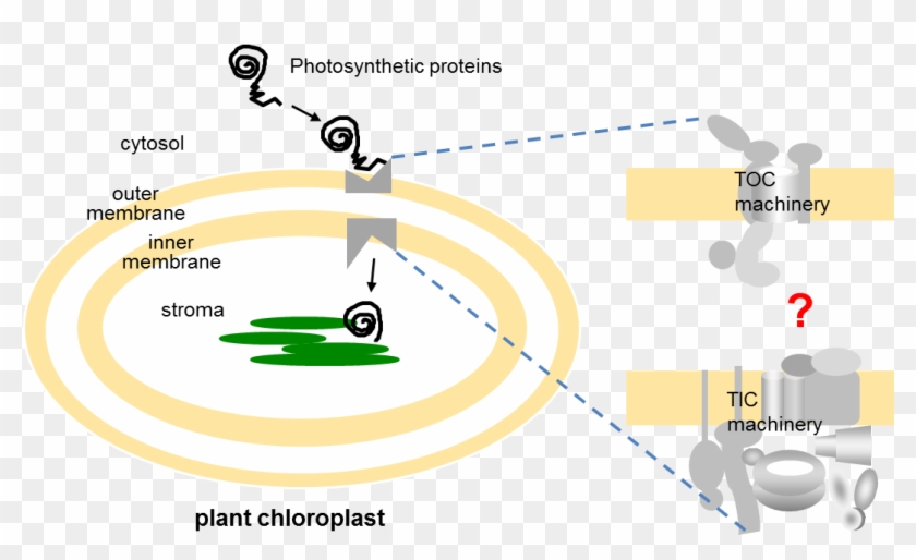 Preproteins Are Transported Into Chloroplasts By The - Illustration Clipart