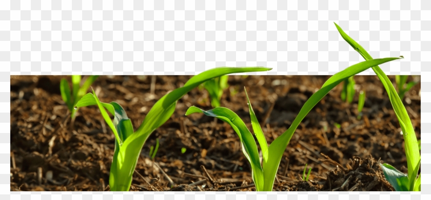We Move Fast To Lock In The Sweet Corn's Natural Nutrients - Crop Clipart #5499243
