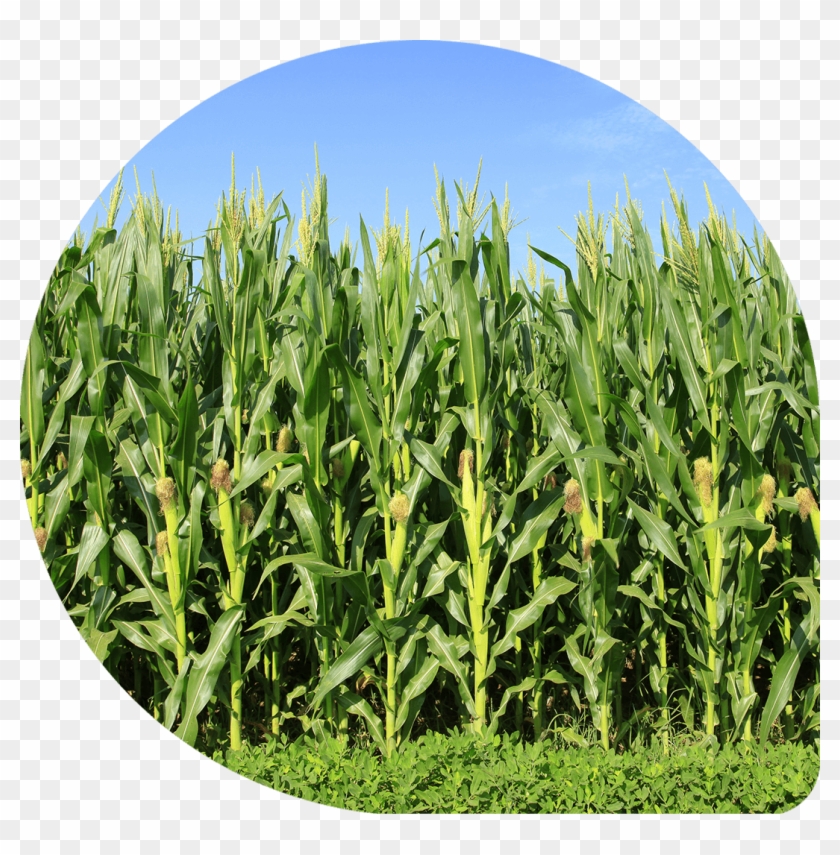 Result Result - Corn Field Clipart #5499280
