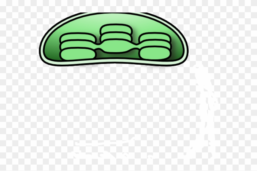 Chloroplast Cliparts - Chloroplast Clip Art - Png Download