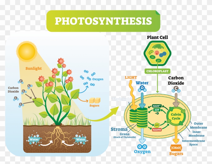 The Calvin Cycle - Plant Cell Photosynthesis Clipart #5499541