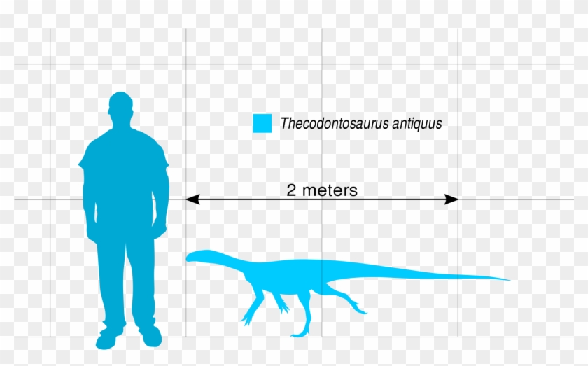 File - Thecodontosaurus Scale - Svg - Ornitholestes - Scale Person Svg Clipart
