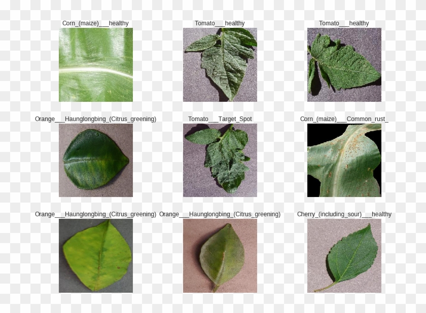 You'll Notice That The Images Appear To Have Been Zoomed - Plant Pathology Clipart