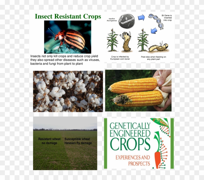 Pest Resistant Plants Clipart