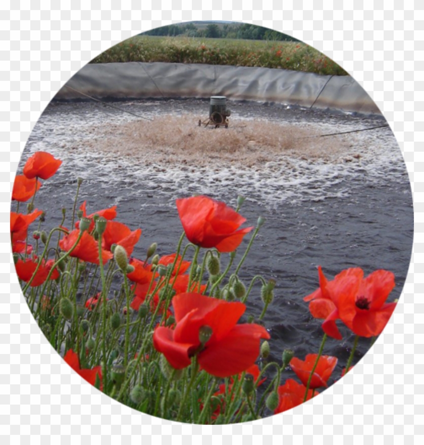 Construction Of Winery Wastewater Treatment Plants - Poppy Clipart #5499849