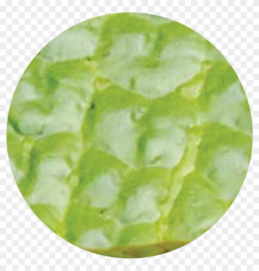 The Tree Dead - Green Algae Clipart #5499895