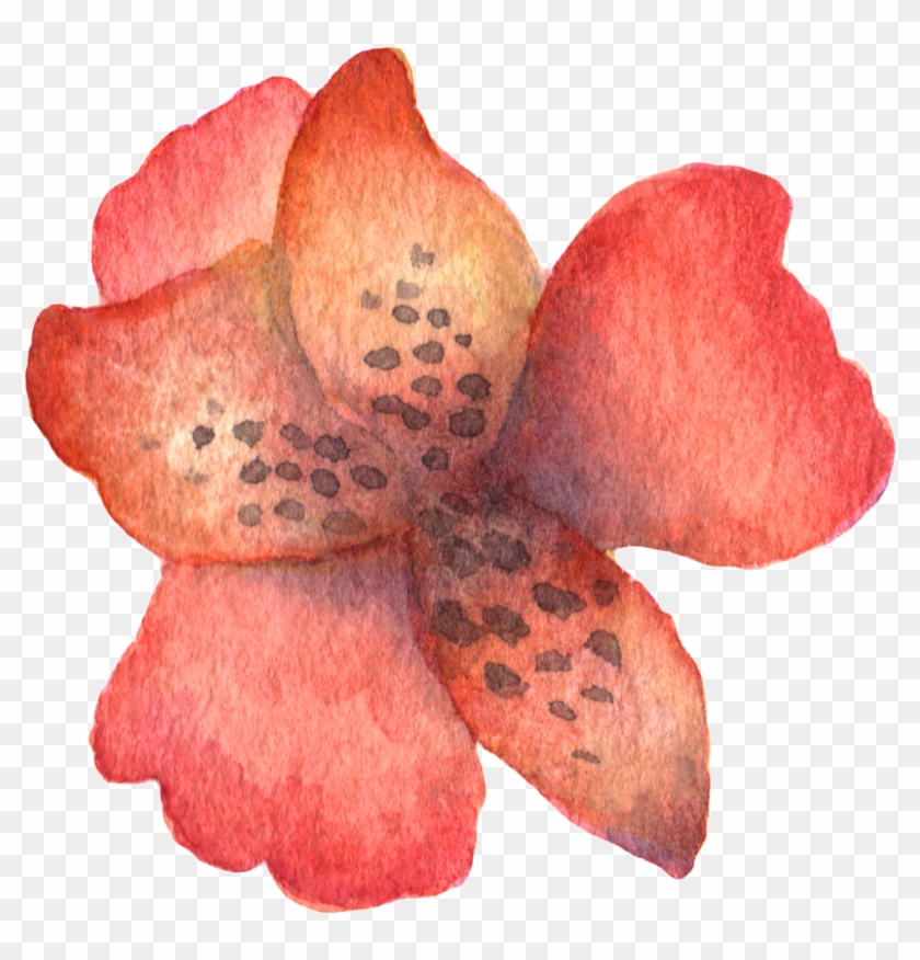Hand Painted Stick Figure A Red Flower Watercolor Transparent - Macro Photography Clipart