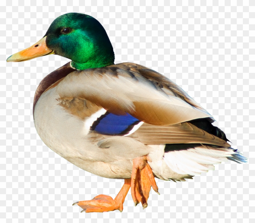 Duck Png Picture - Duck Png Clipart #550417